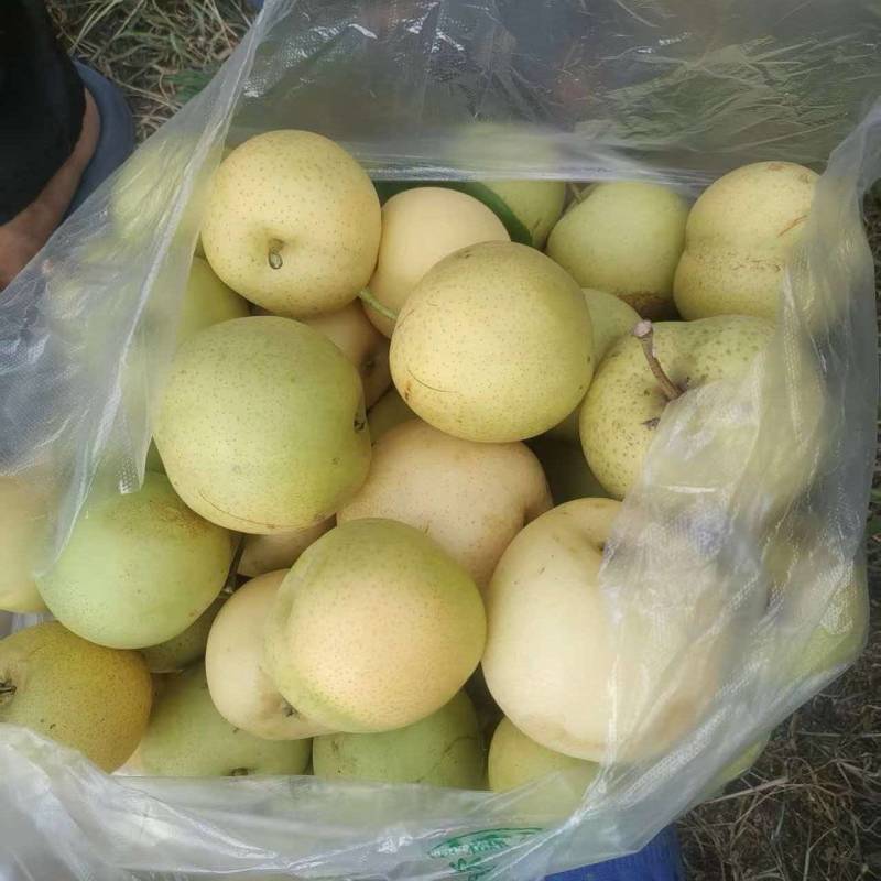 自己家皇冠梨通货批发处理剩余十万斤