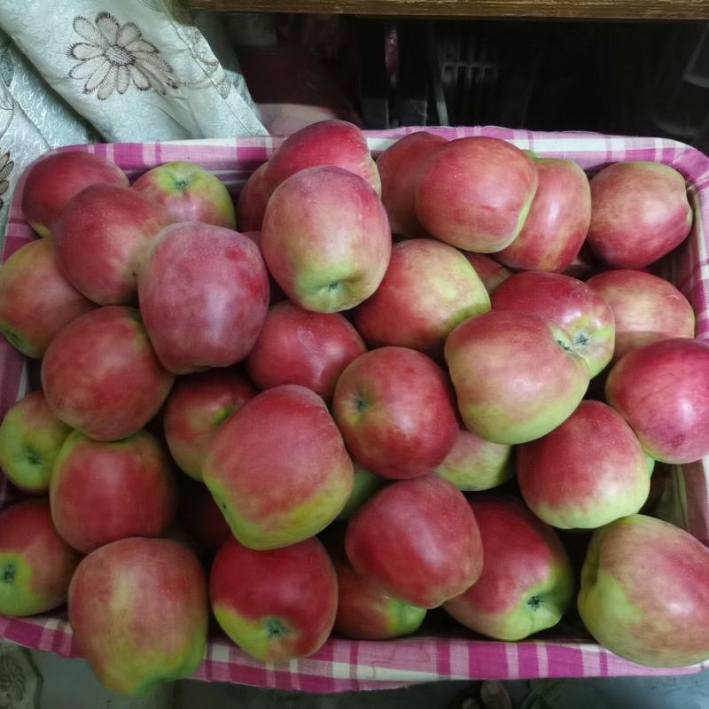 鲁丽苹果大量上市有需要的联系产地直发