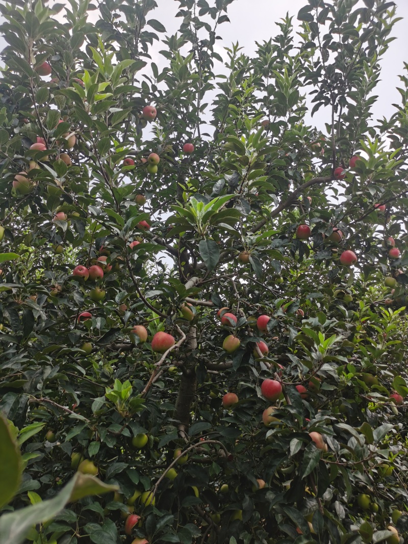 鲁丽苹果大量上市有需要的联系产地直发