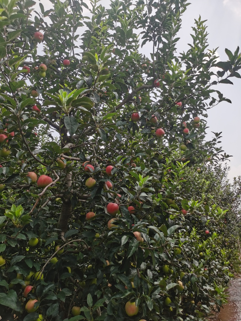 鲁丽苹果大量上市有需要的联系产地直发