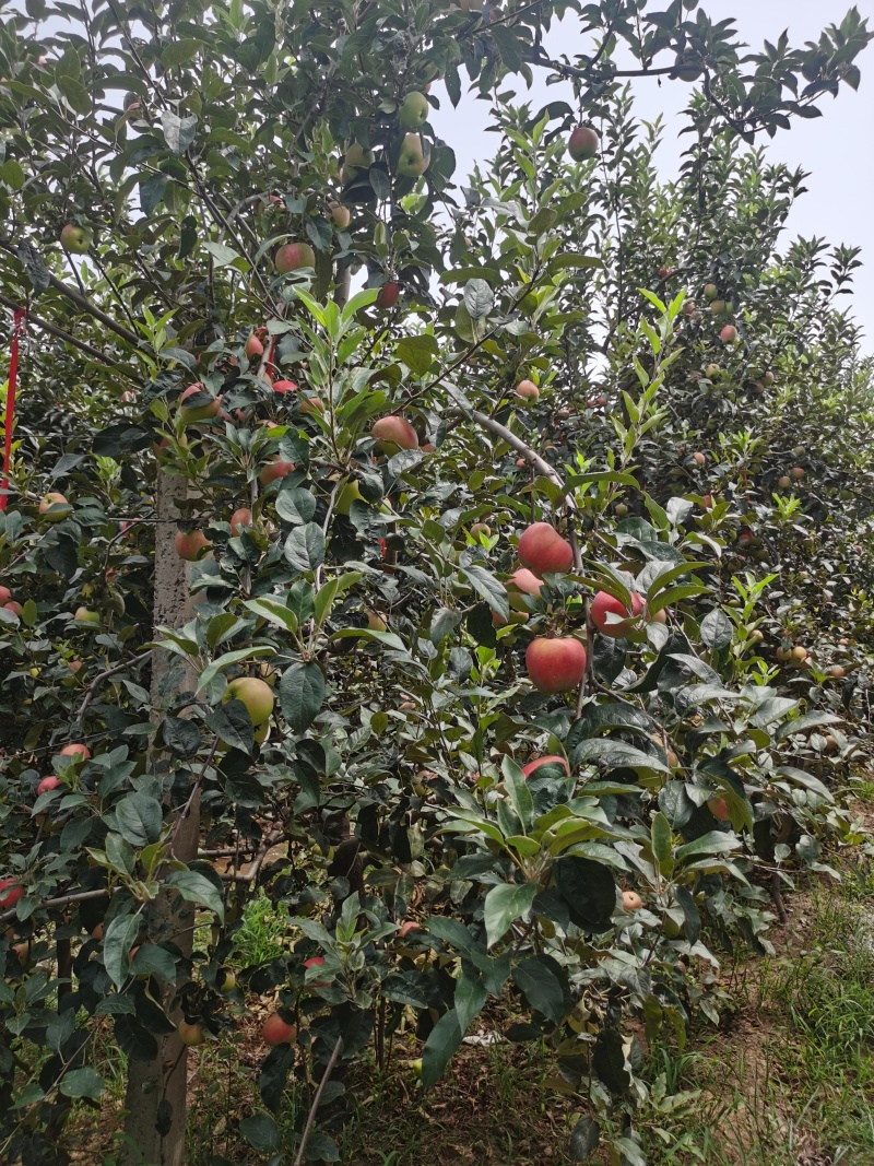 鲁丽苹果大量上市有需要的联系产地直发