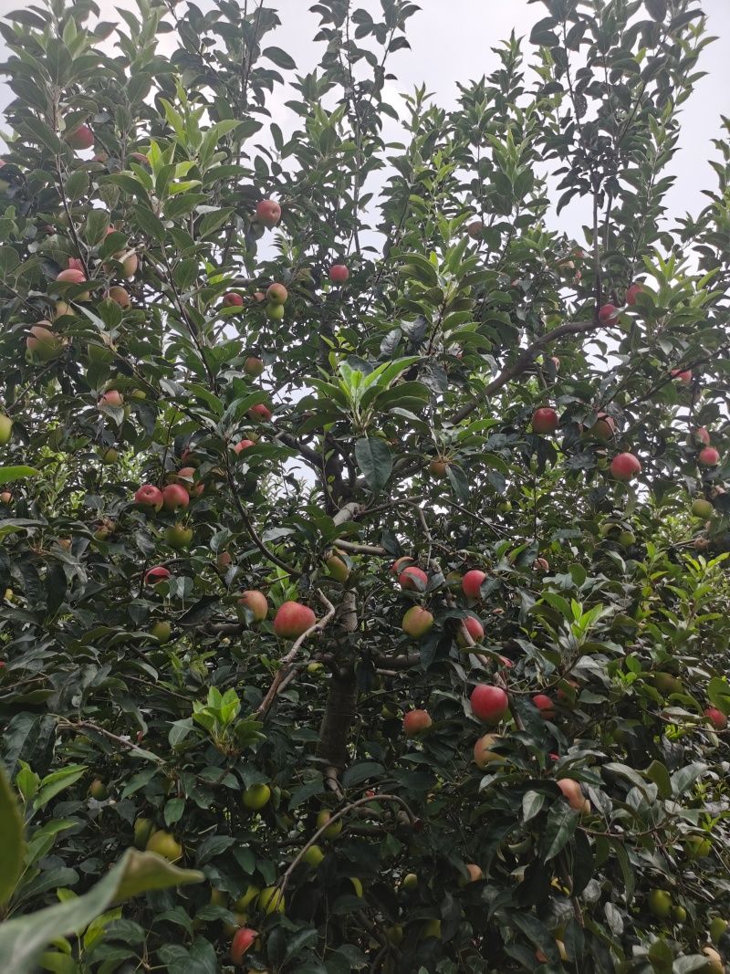 鲁丽苹果大量上市有需要的联系产地直发