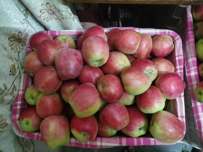 鲁丽苹果大量上市有需要的联系产地直发
