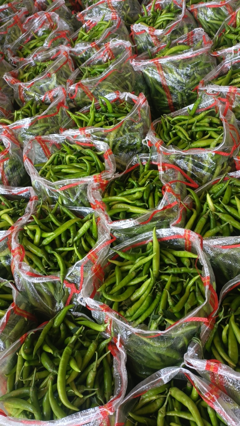 大尖椒杭椒大量上市质量很好