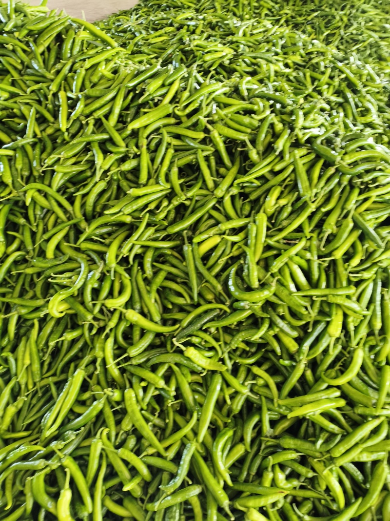 大尖椒杭椒大量上市质量很好