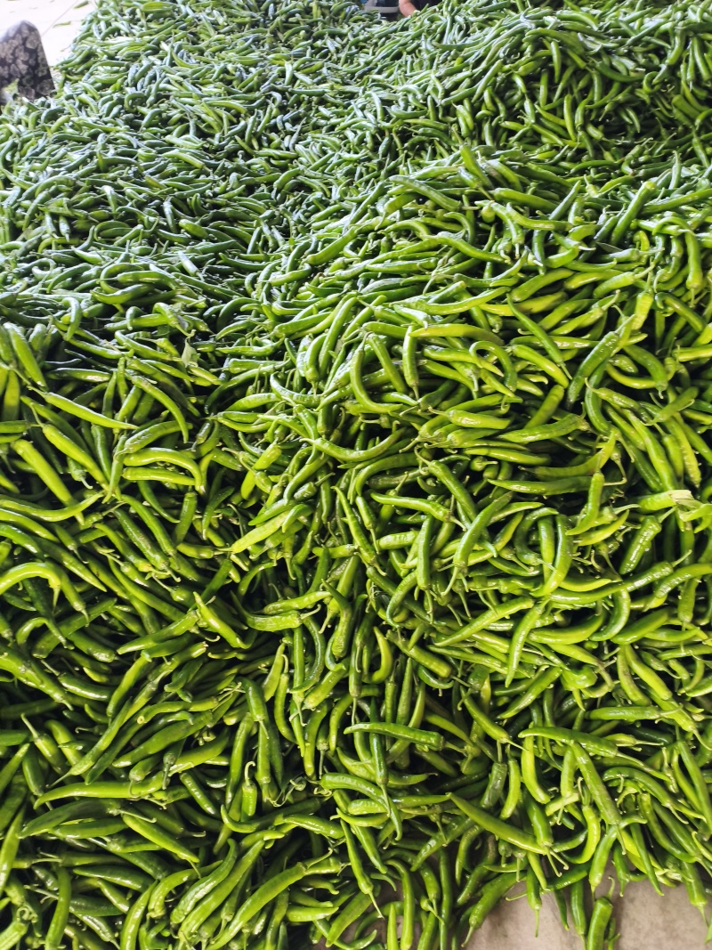 大尖椒杭椒大量上市质量很好