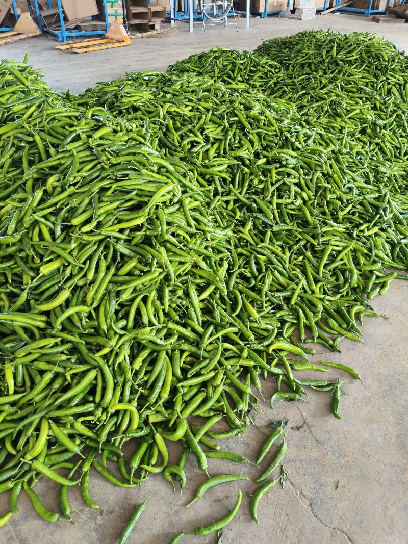 大尖椒杭椒大量上市质量很好