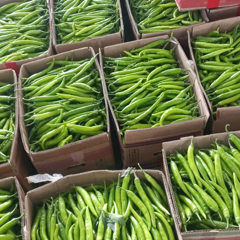 大尖椒杭椒大量上市质量很好
