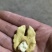 新鲜老树核桃油香味