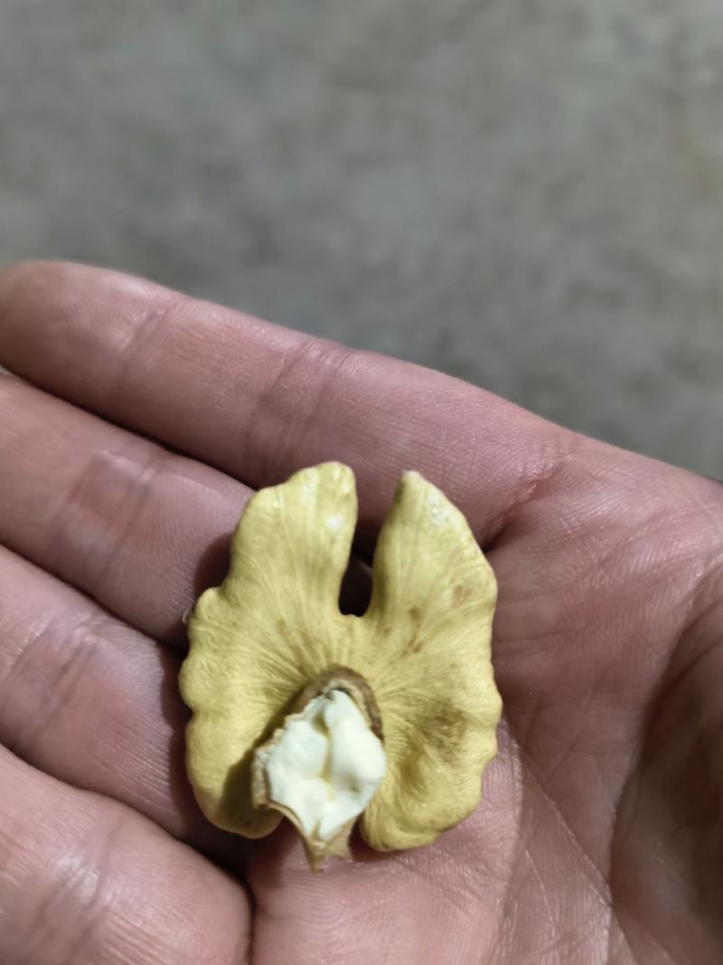 新鲜老树核桃油香味