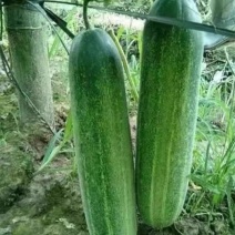 吊黄瓜旱黄瓜水果黄瓜白黄瓜燕白黄瓜支持视频看货