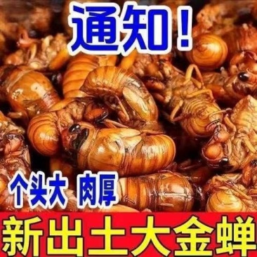 蝉蛹知了猴大金蝉一件代发对接各大平台靠谱