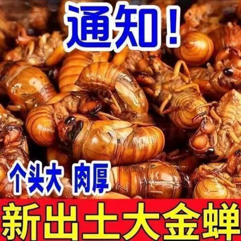 蝉蛹知了猴大金蝉一件代发对接各大平台靠谱