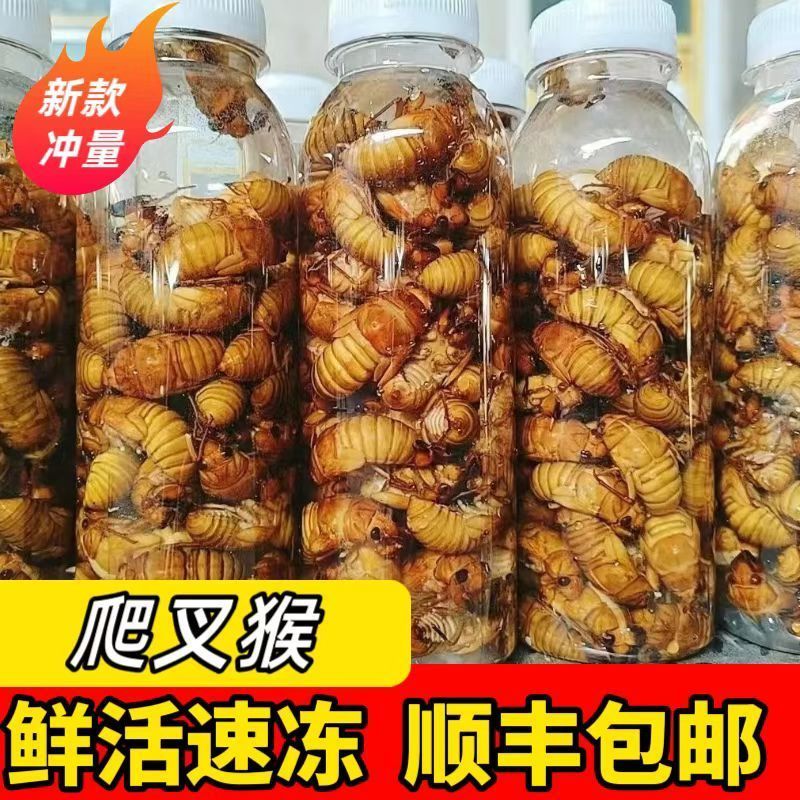 蝉蛹知了猴大金蝉一件代发对接各大平台靠谱