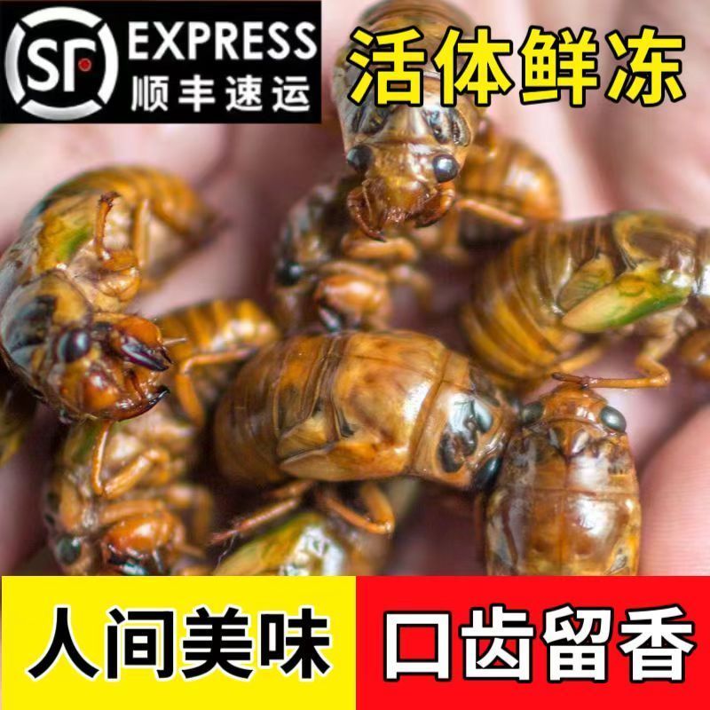 蝉蛹知了猴大金蝉一件代发对接各大平台靠谱