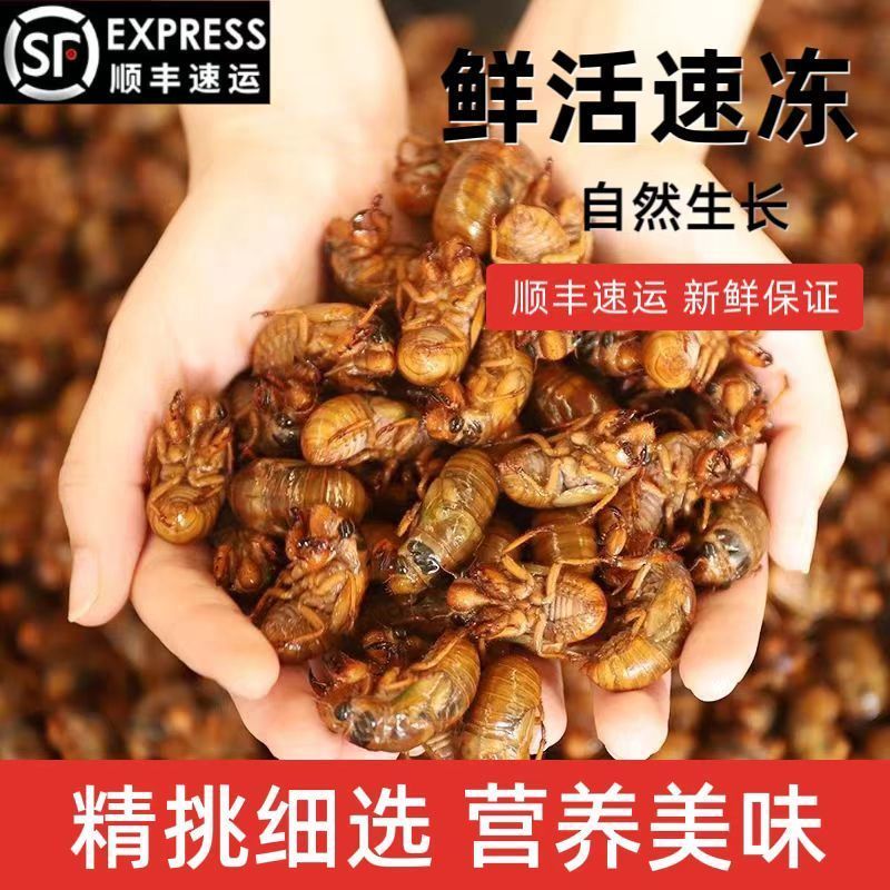 蝉蛹知了猴大金蝉一件代发对接各大平台靠谱