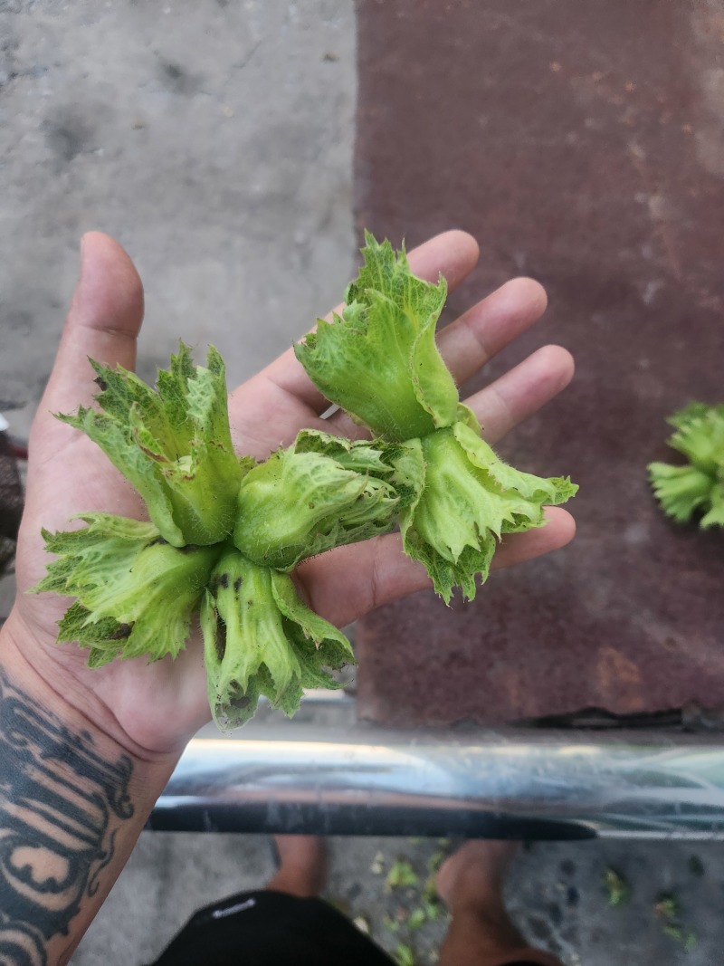 哒维青皮大榛子批发