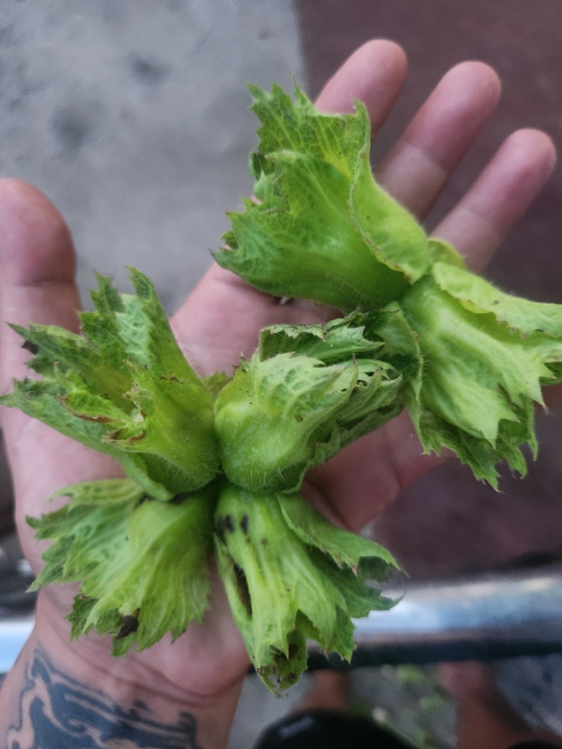 哒维青皮大榛子批发
