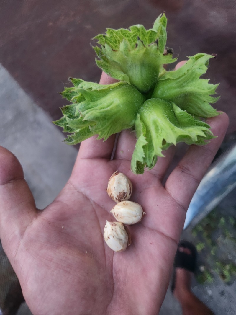 哒维青皮大榛子批发