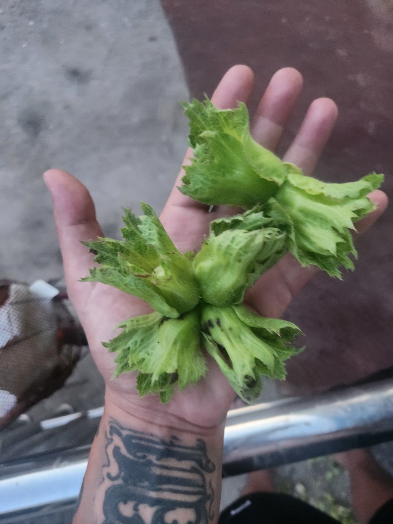 哒维青皮大榛子批发