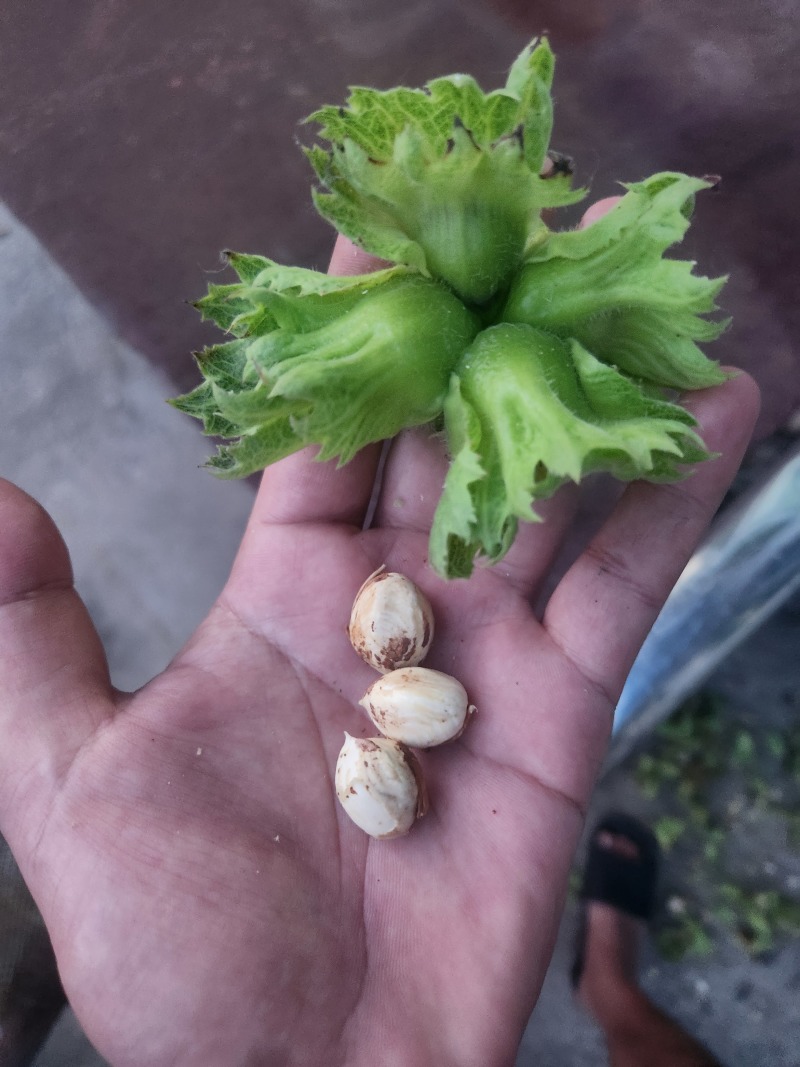 哒维青皮大榛子批发