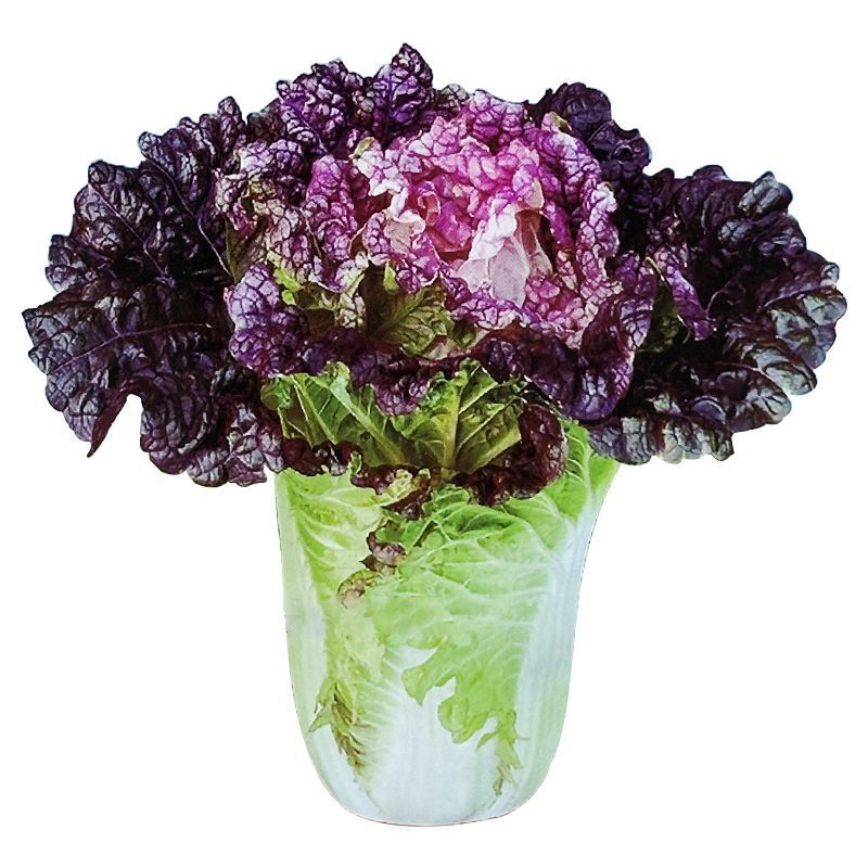 紫菊花白菜富贵花白菜种子观赏与食用性白菜营养丰富大白菜种