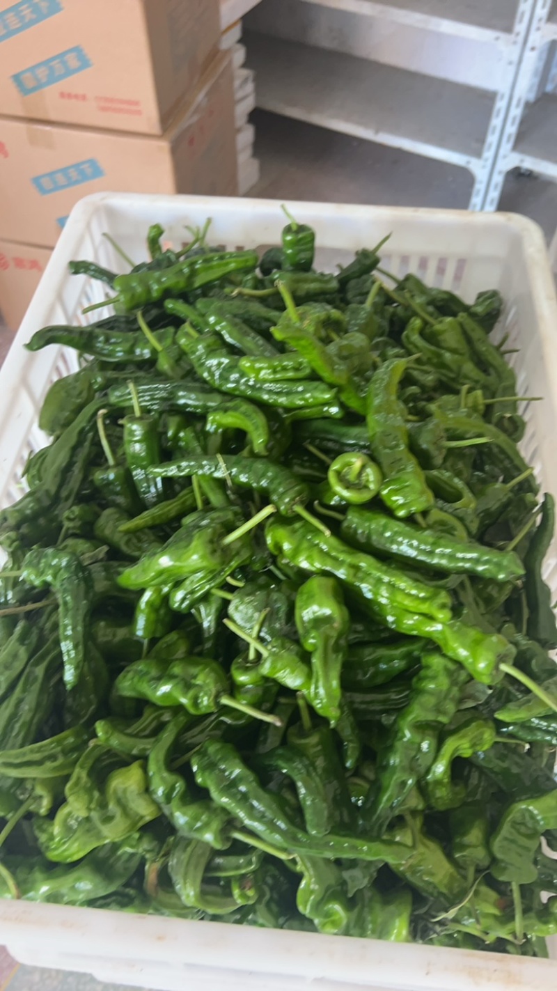 软皮鲜辣椒薄皮泡椒螺丝椒2307小皱皮罗线海瓜红小米椒
