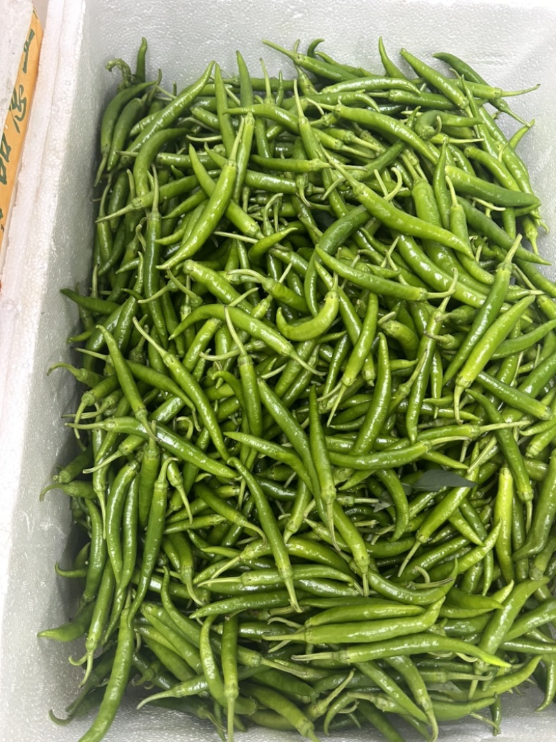 软皮鲜辣椒薄皮泡椒螺丝椒2307小皱皮罗线海瓜红小米椒