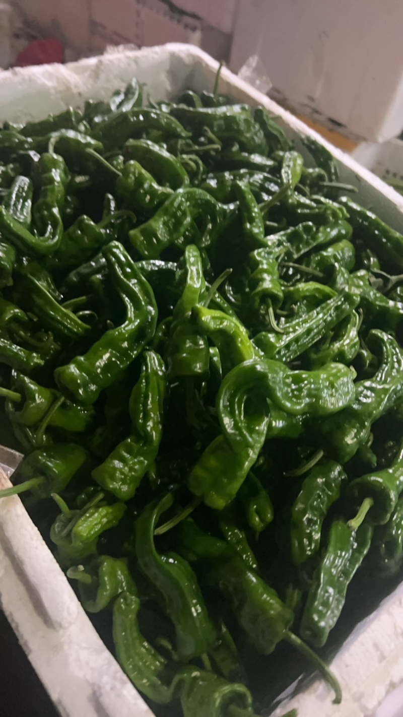 软皮鲜辣椒薄皮泡椒螺丝椒2307小皱皮罗线海瓜红小米椒