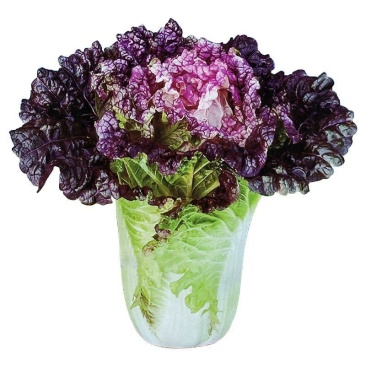 芙蓉花大白菜种子杂交观赏食用彩色白菜籽特色紫红叶高营养蔬