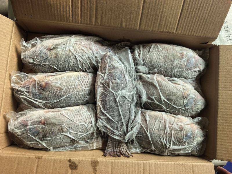 罗非鱼二去三