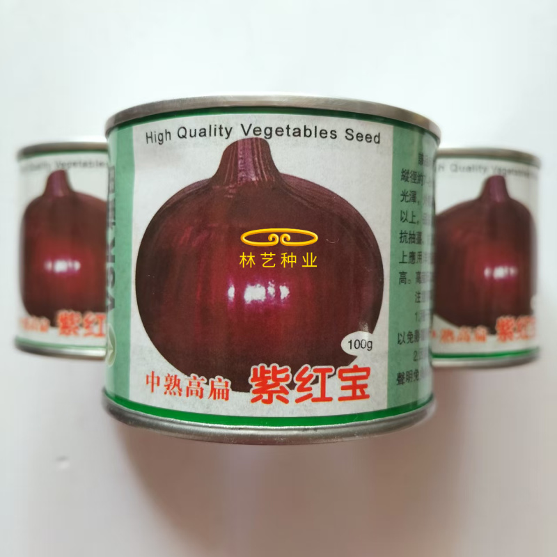 紫红宝紫皮洋葱种子质脆微甜深紫红色皮中熟高扁圆葱