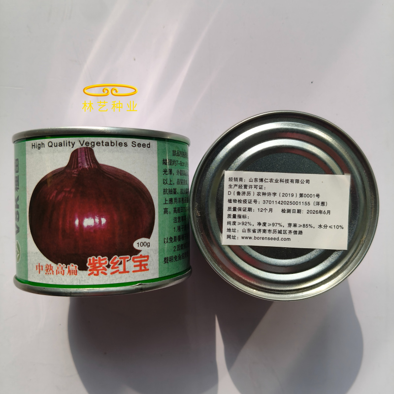 紫红宝紫皮洋葱种子质脆微甜深紫红色皮中熟高扁圆葱