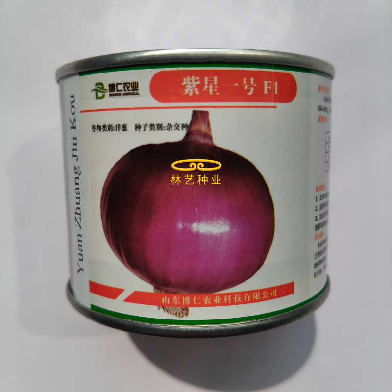 紫星一号紫皮洋葱种子中长日照耐寒性强抗病性强抽苔少扁圆形