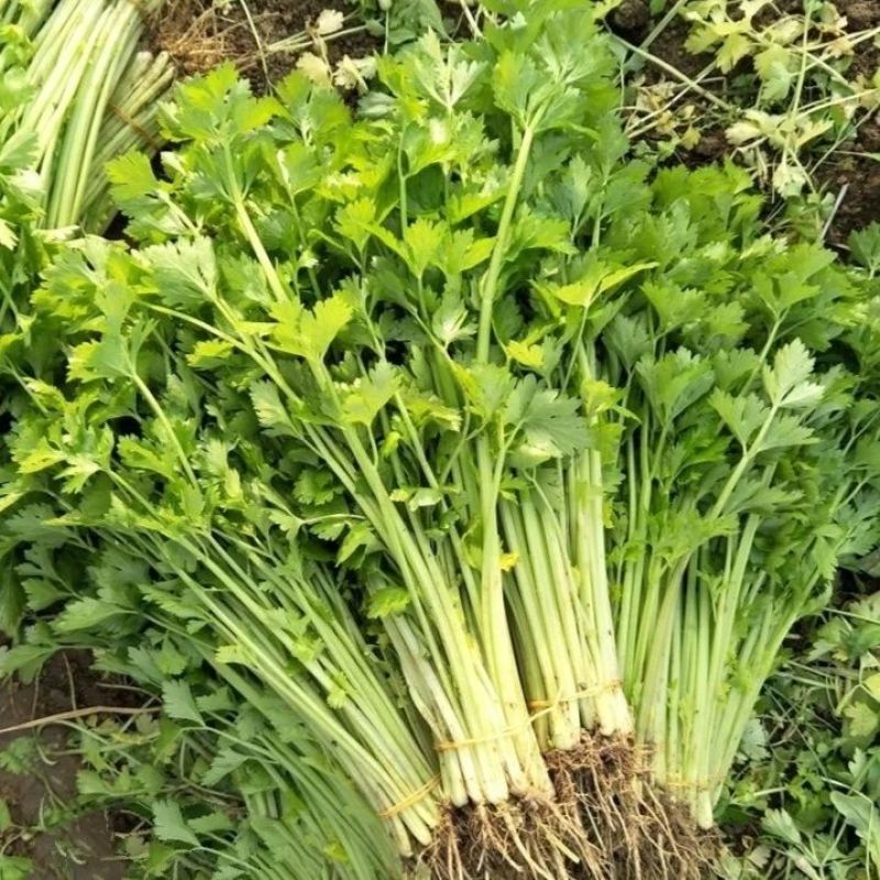 欧拉小香芹种子实心叶柄黄嫩光泽度好味清香脆嫩抗病强产量高