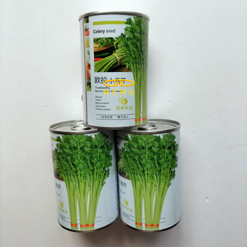 欧拉小香芹种子实心叶柄黄嫩光泽度好味清香脆嫩抗病强产量高