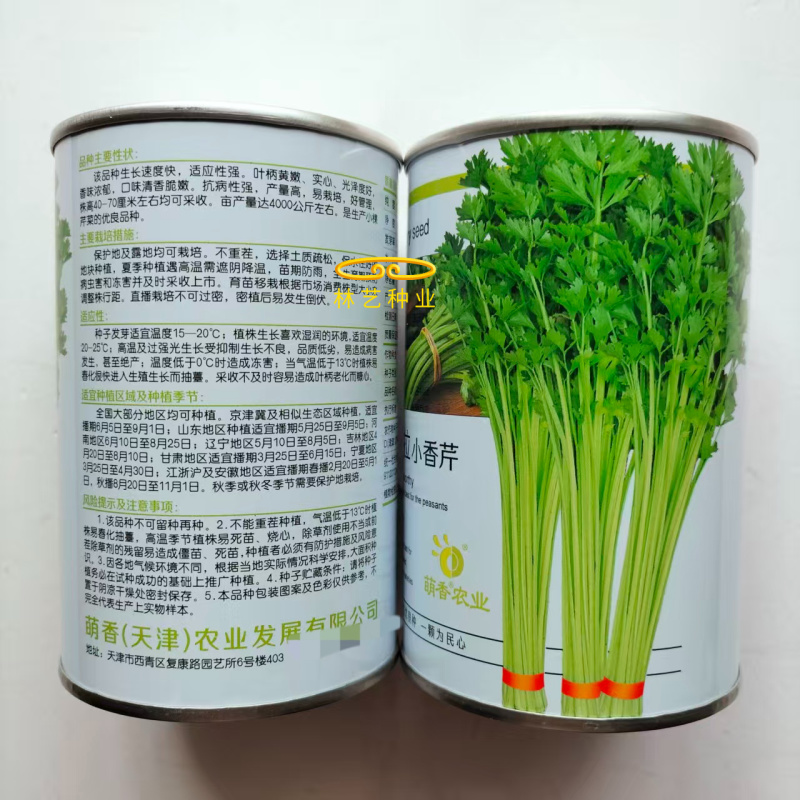 欧拉小香芹种子实心叶柄黄嫩光泽度好味清香脆嫩抗病强产量高