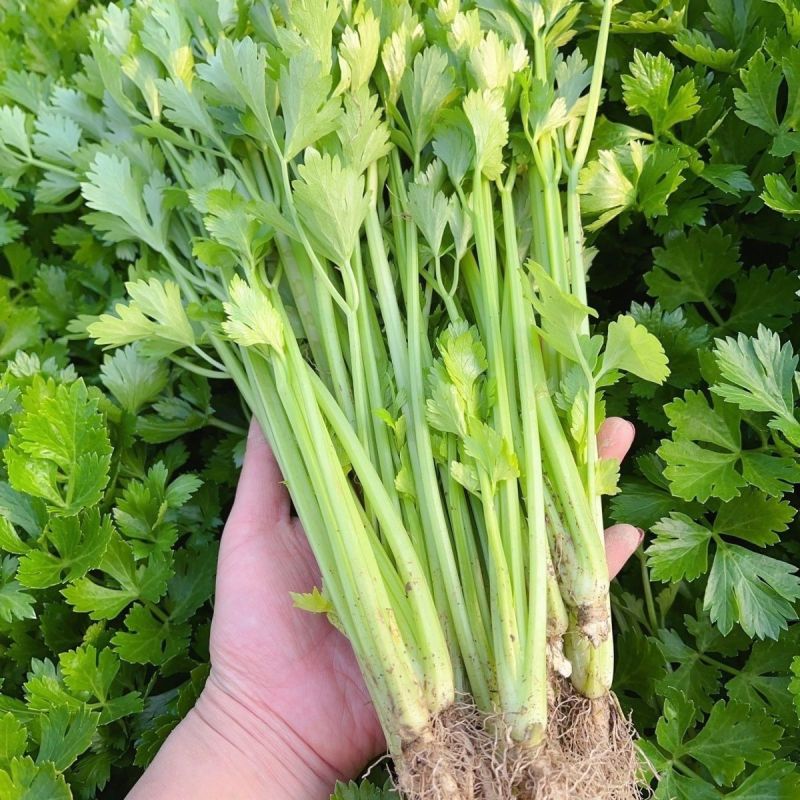 欧拉小香芹种子实心叶柄黄嫩光泽度好味清香脆嫩抗病强产量高