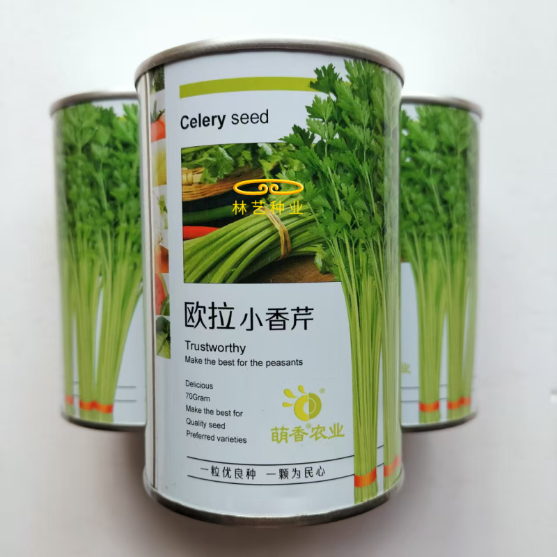 欧拉小香芹种子实心叶柄黄嫩光泽度好味清香脆嫩抗病强产量高