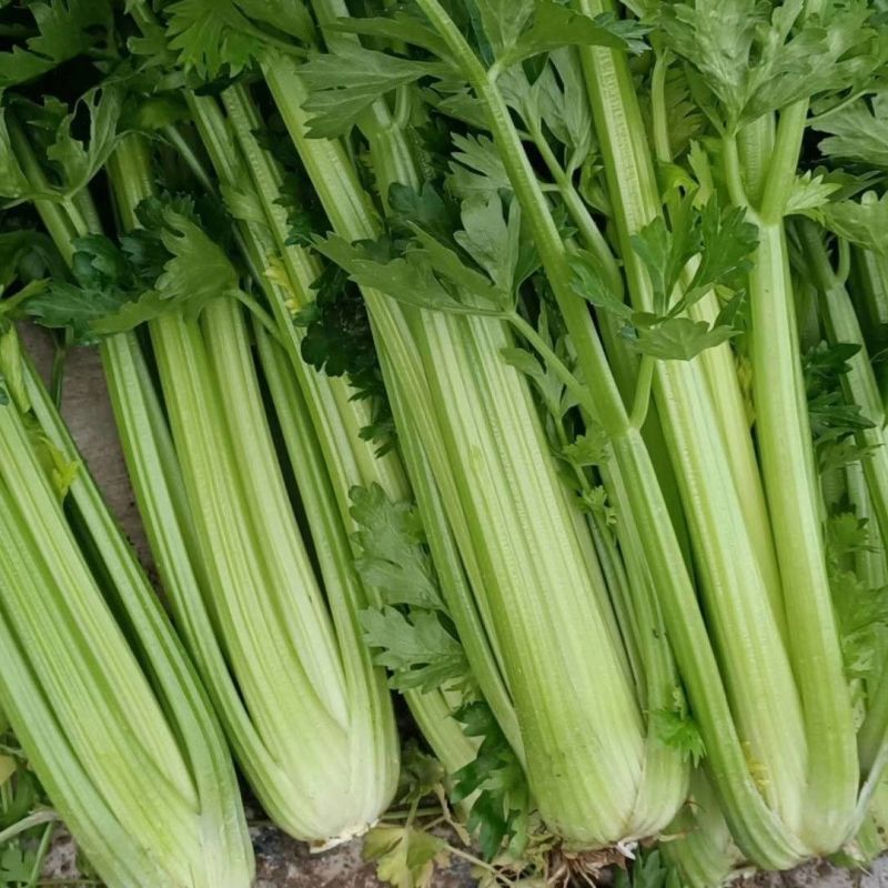 玉妃西芹种子生长速度快耐低温不易抽苔抗病较强纤维少芹菜蔬