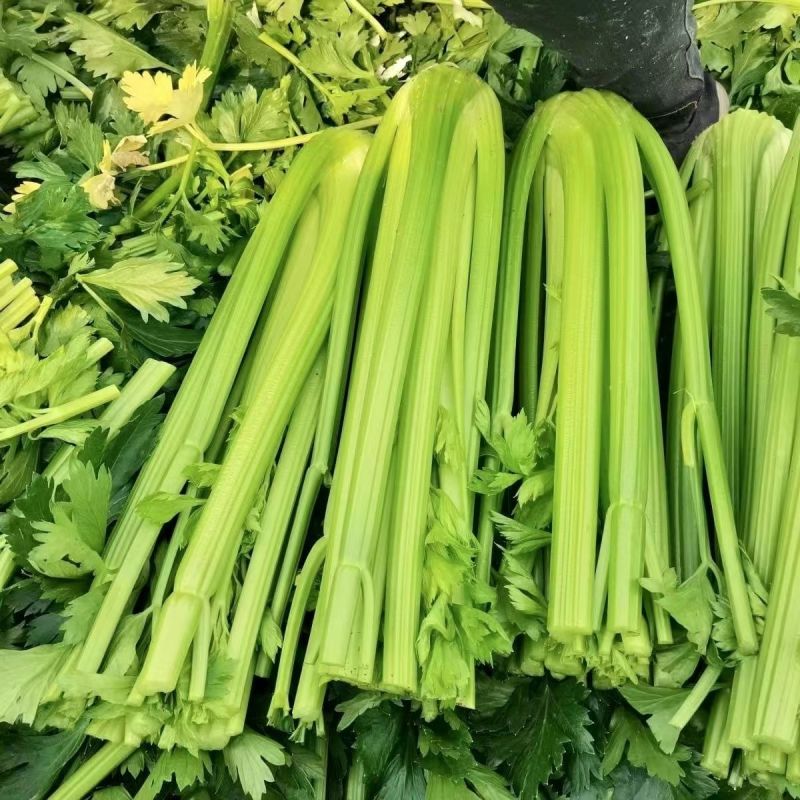 玉妃西芹种子生长速度快耐低温不易抽苔抗病较强纤维少芹菜蔬
