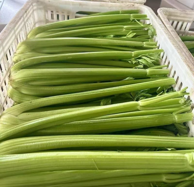 皇帝西芹芹菜种子中晚熟叶柄亮黄绿色有光泽抗病性强产量高