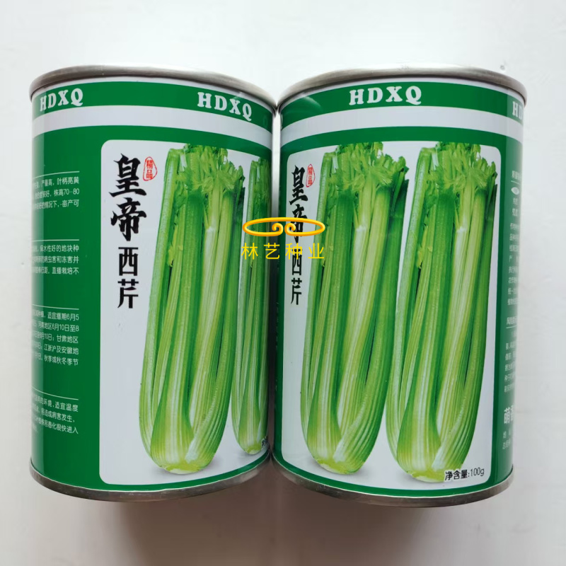 皇帝西芹芹菜种子中晚熟叶柄亮黄绿色有光泽抗病性强产量高