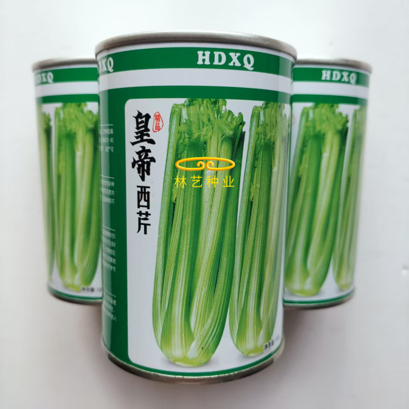 皇帝西芹芹菜种子中晚熟叶柄亮黄绿色有光泽抗病性强产量高