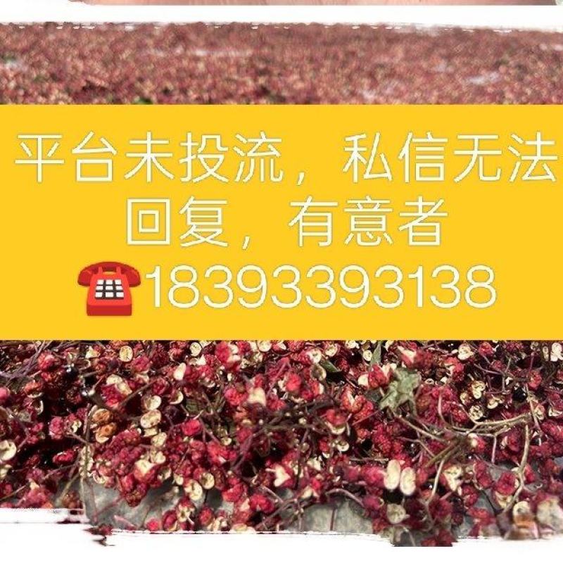 甘肃大红袍，老伏椒，老油椒，非陇南培育的无刺花椒