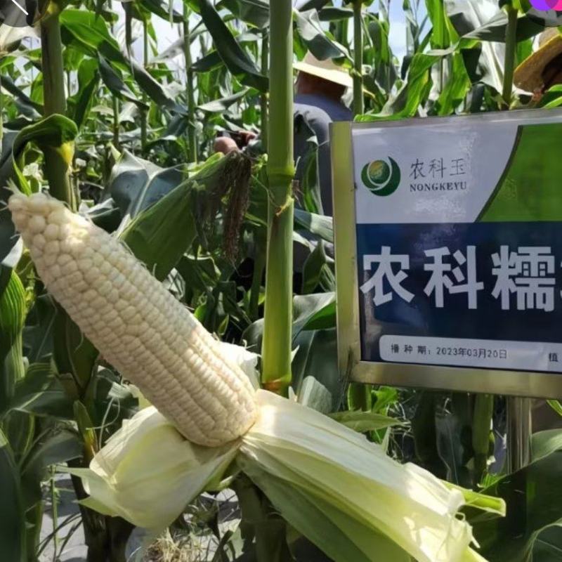 8月10清地
