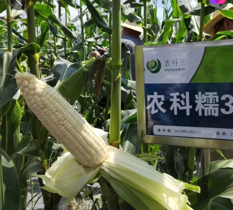 8月10清地