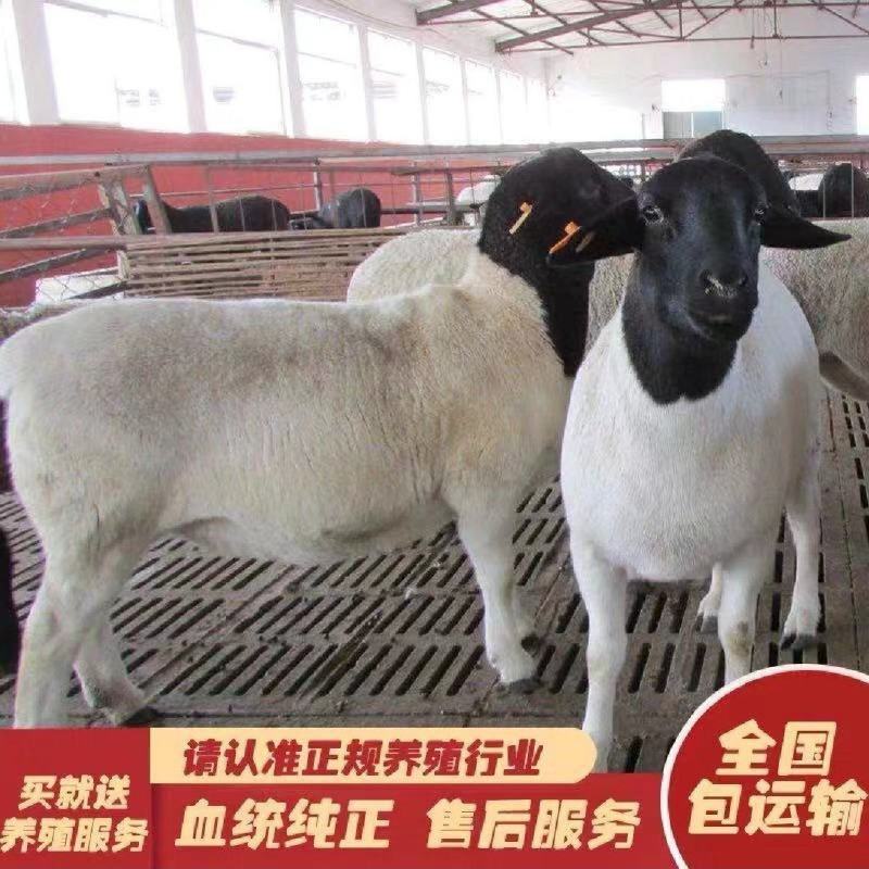黑头杜泊绵羊杜寒羊改良鲁西黑头羊适应性强全国包送