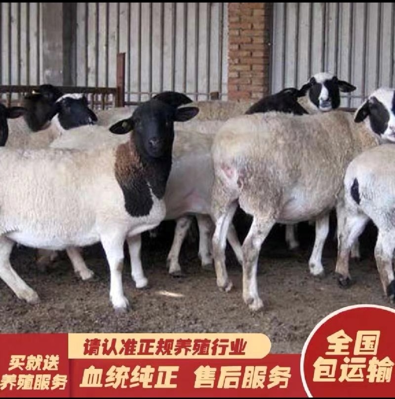 黑头杜泊绵羊杜寒羊改良鲁西黑头羊适应性强全国包送