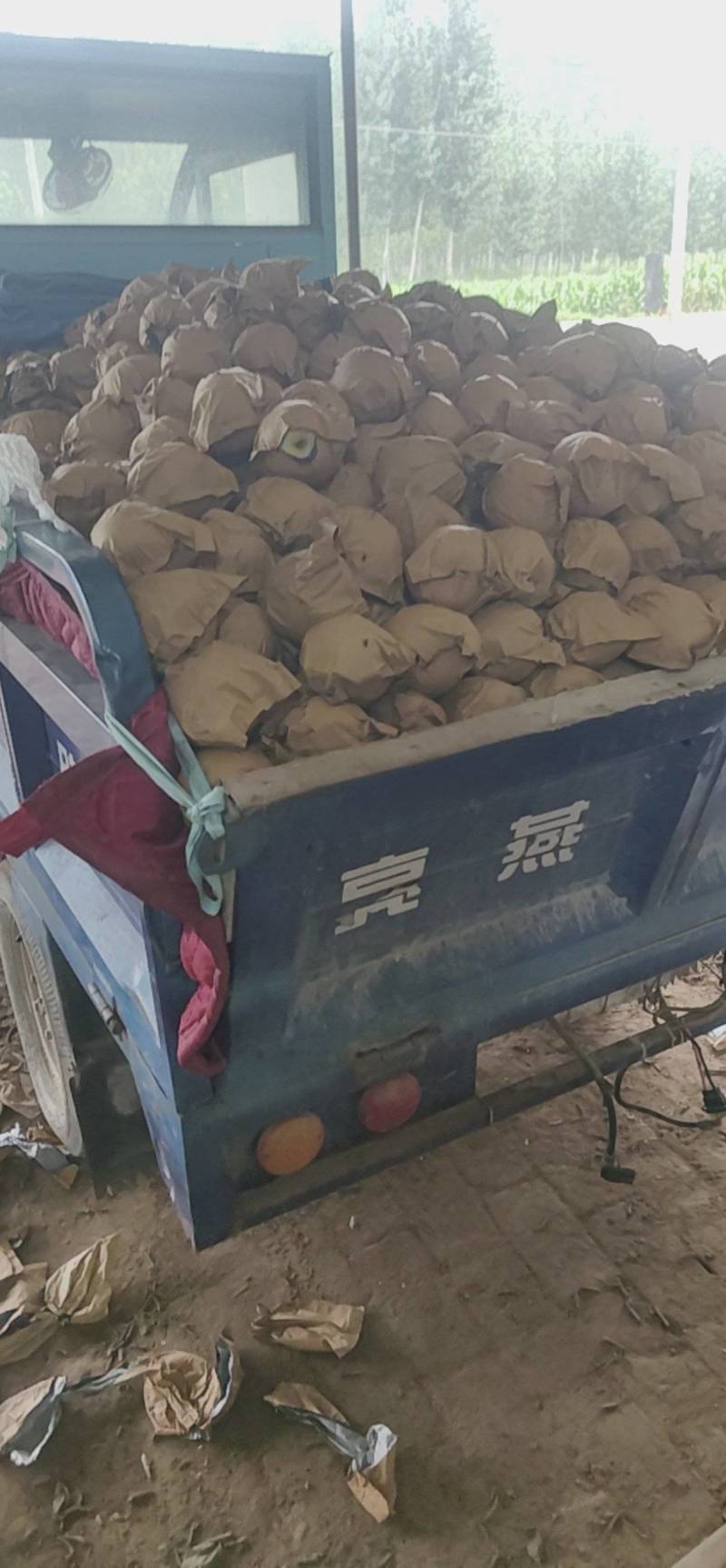 皇冠梨